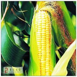 蛋花玉米爆料视频播放,视频播放背后的惊人真相